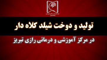 تولید و دوخت شیلد کلاهدار در مرکز آموزشی و درمانی رازی تبریز